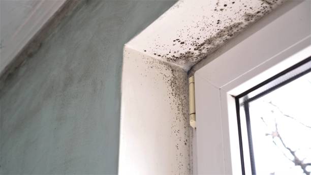 Crawl Space Mold Removal in Muncy, PA