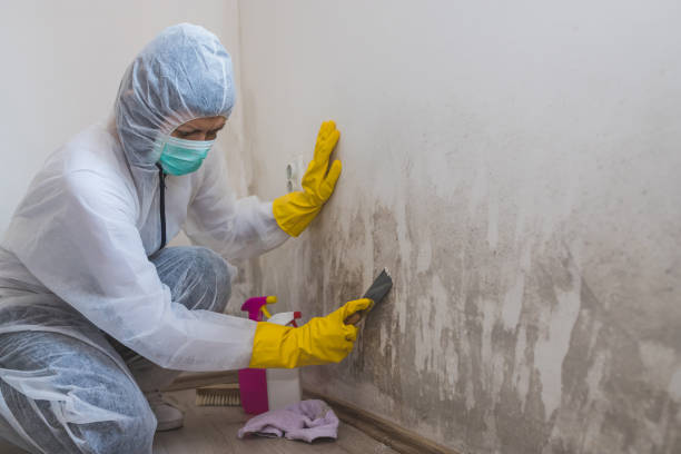Best Mold Removal Process  in Muncy, PA