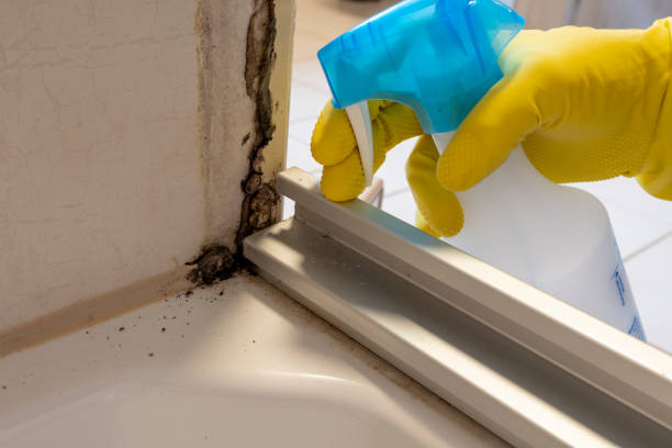 Best Fast Mold Removal  in Muncy, PA