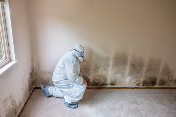 Best Certified Mold Removal  in Muncy, PA
