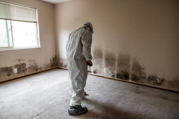 Best Black Mold Removal  in Muncy, PA