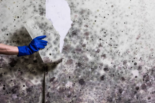 Best Mold Testing and Removal  in Muncy, PA